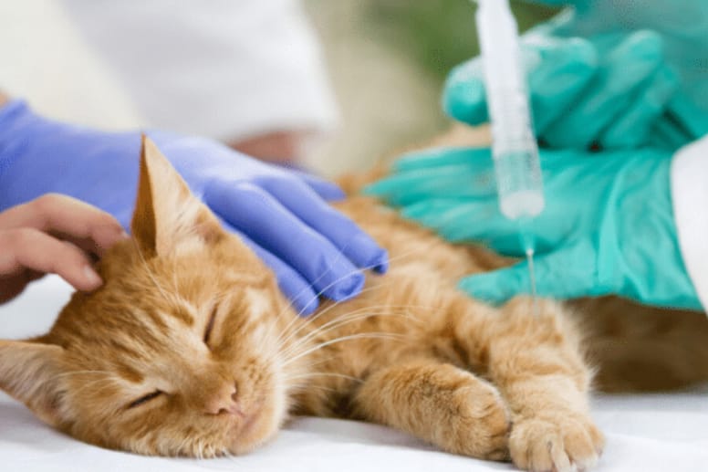 Treatments for cats with kidney failure